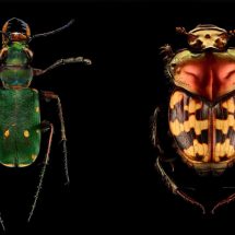 Microsculpture: Insect Portraits