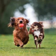 Atlantan creates place for dog lovers to Canoodle